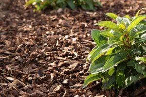 acl-rural-stories-013